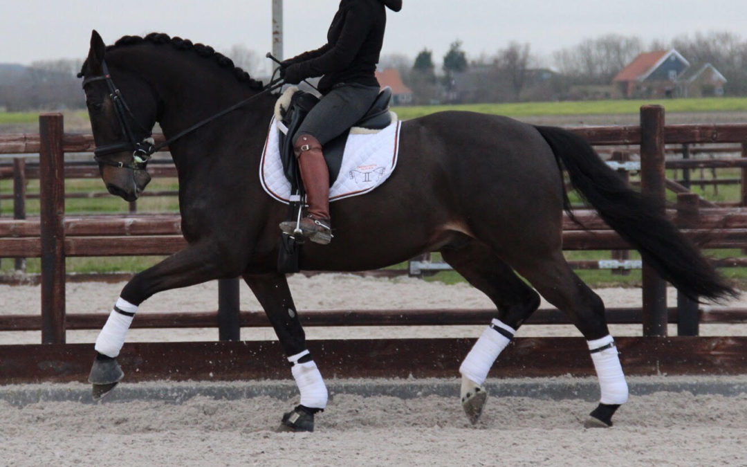 Zaro